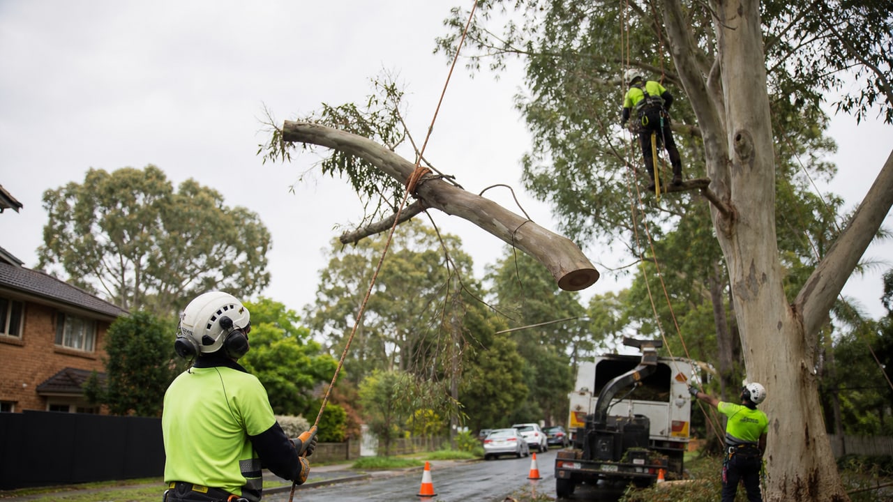 How to choose a tree removal & arborist pro in Sydney